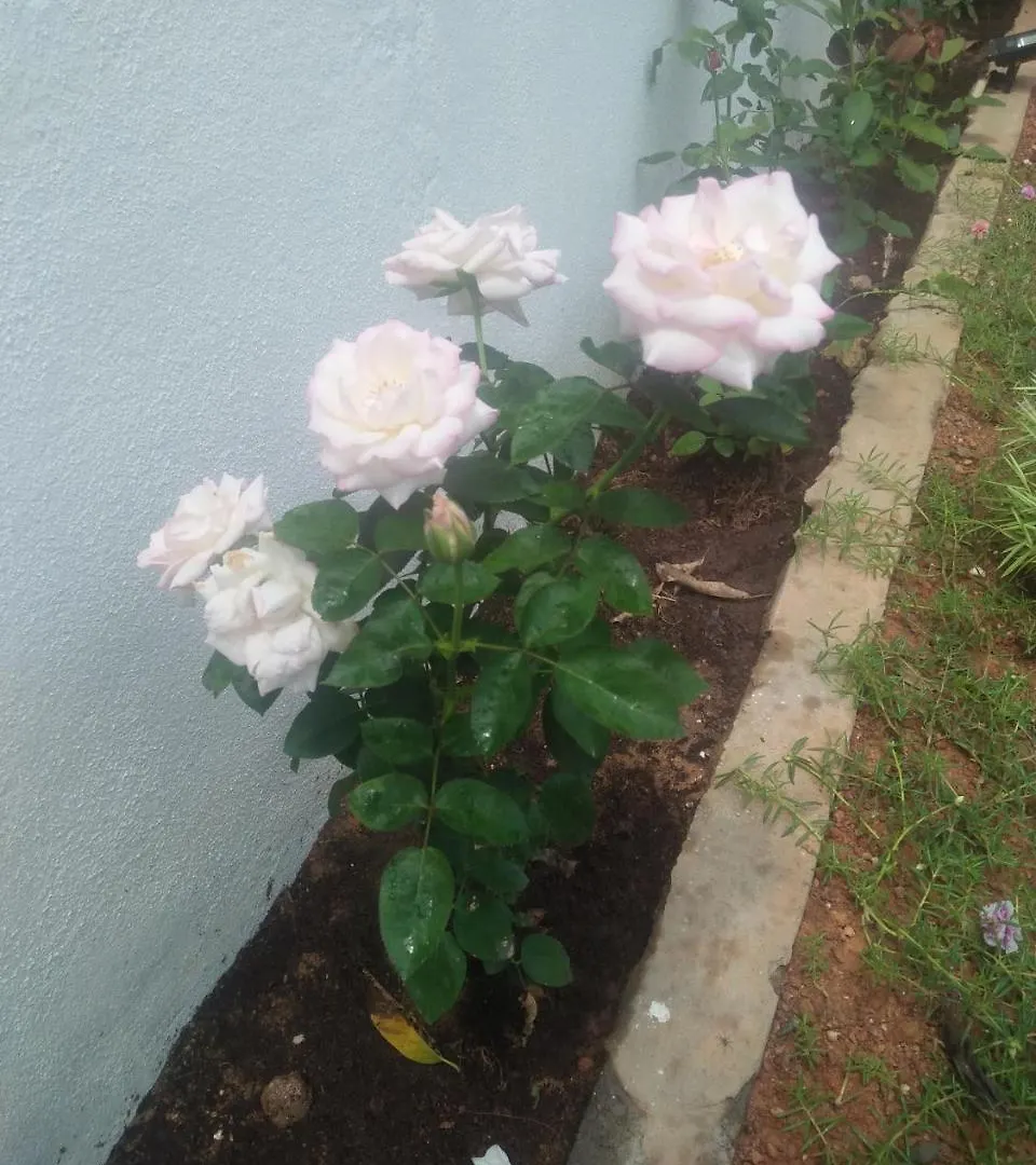 Living Home 니곰보 홈스테이